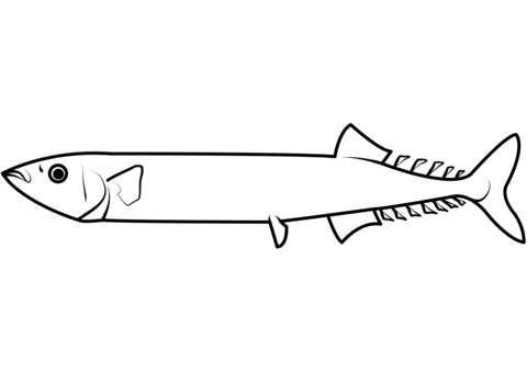 Pacific Saury (Cololabis Saira) Coloring Page